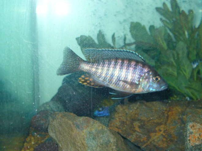 freshwater fish - aulonocara stuartgranti - peacock cichlid stocking in 55 gallons tank - my strawberry peacock