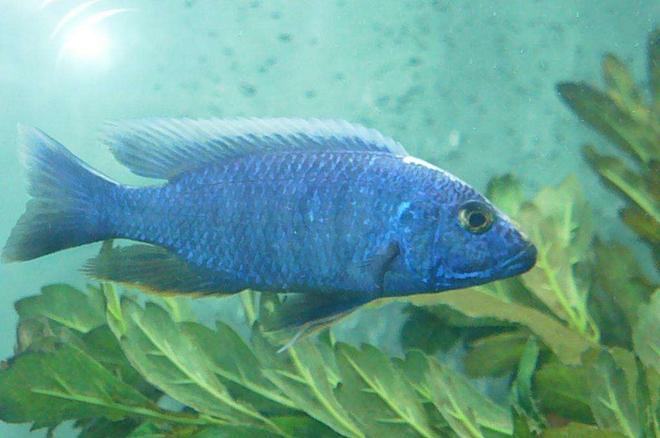 freshwater fish - sciaenochromis ahli - electric blue cichlid stocking in 55 gallons tank - blue ahli