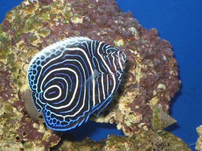 saltwater fish - pomacanthus imperator - imperator angelfish stocking in 20 gallons tank - Imperator Angelfish Juv.