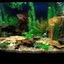 70 gallons freshwater fish tank (mostly fish and non-living decorations) - Peaceful, community fish.