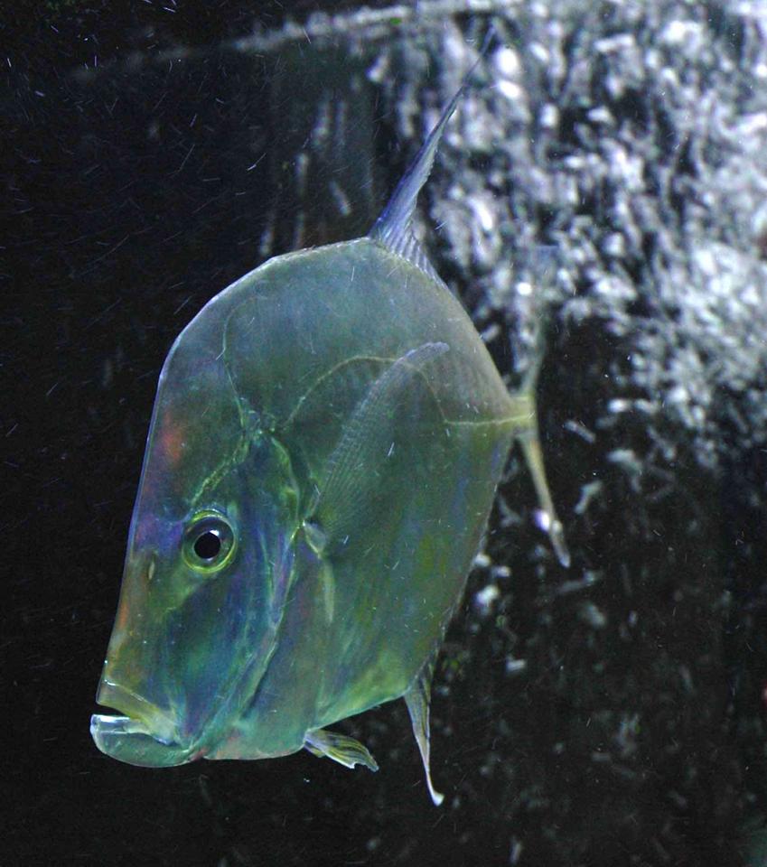 Rated #22: Saltwater Fish - Carangoides Otrynter - Threadfin Jack Stocking In 180 Gallons Tank - LOOK DOWN THREAD FIN