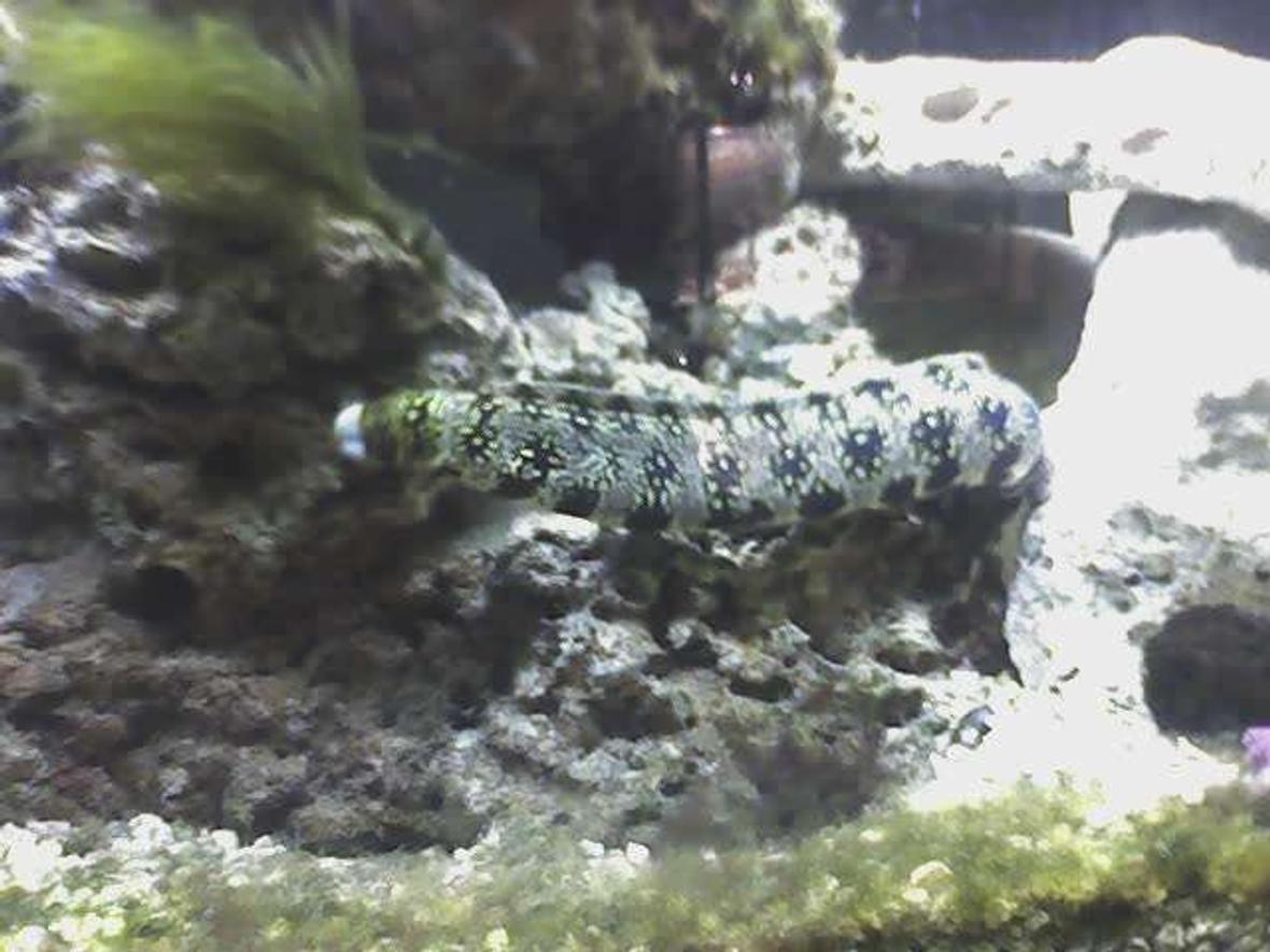 saltwater fish - echidna nebulosa - snowflake eel stocking in 55 gallons tank - Snowflake eel 2 feet long