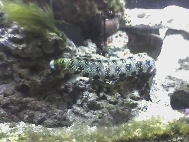 saltwater fish - echidna nebulosa - snowflake eel stocking in 55 gallons tank - Snowflake eel 2 feet long