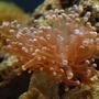 corals inverts - euphyllia paradivisa - frogspawn coral stocking in 29 gallons tank - Frogspawn