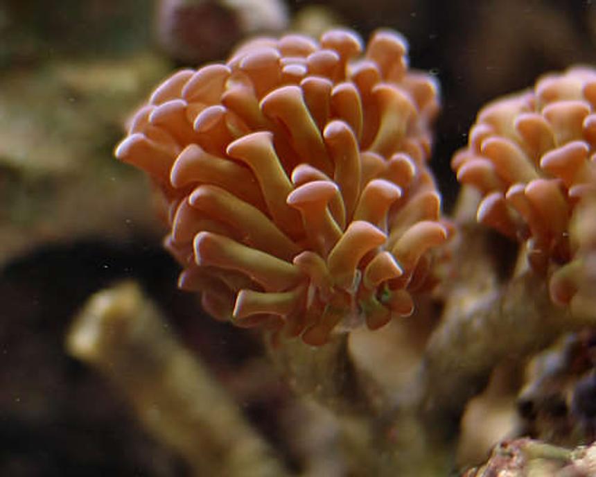 Rated #416: Corals Inverts - Euphyllia Paranchora - Hammer / Anchor Coral, Branching Stocking In 29 Gallons Tank - Hammer Coral