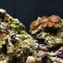 corals inverts - zoanthus sp. - eagle eye zoanthids stocking in 29 gallons tank - Red - Purple Zooanthids