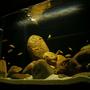 58 gallons freshwater fish tank (mostly fish and non-living decorations) - Pseudotropheus Saulosi Species Tank