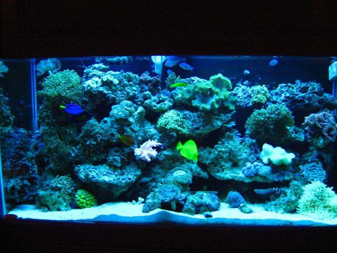 110 gallons reef tank (mostly live coral and fish) - Front Picture of My tank.  I will get a better one but for now this is all i have