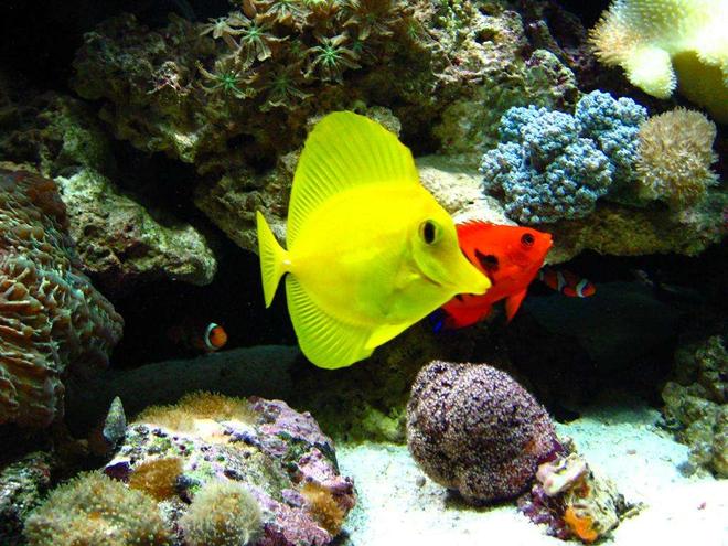 saltwater fish - zebrasoma flavescens - yellow tang - hawaii stocking in 110 gallons tank - after going through 4 yellow tangs, this one is by far the healthiest one i have ever seen.  i reccomend the garlic algea dry flakes, they go crazy for it