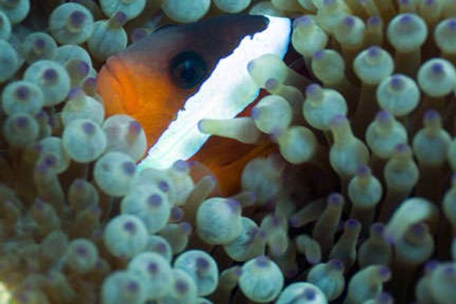 corals inverts - entacmaea quadricolor - bulb anemone stocking in 110 gallons tank - my favorite picture so far this one was really special.