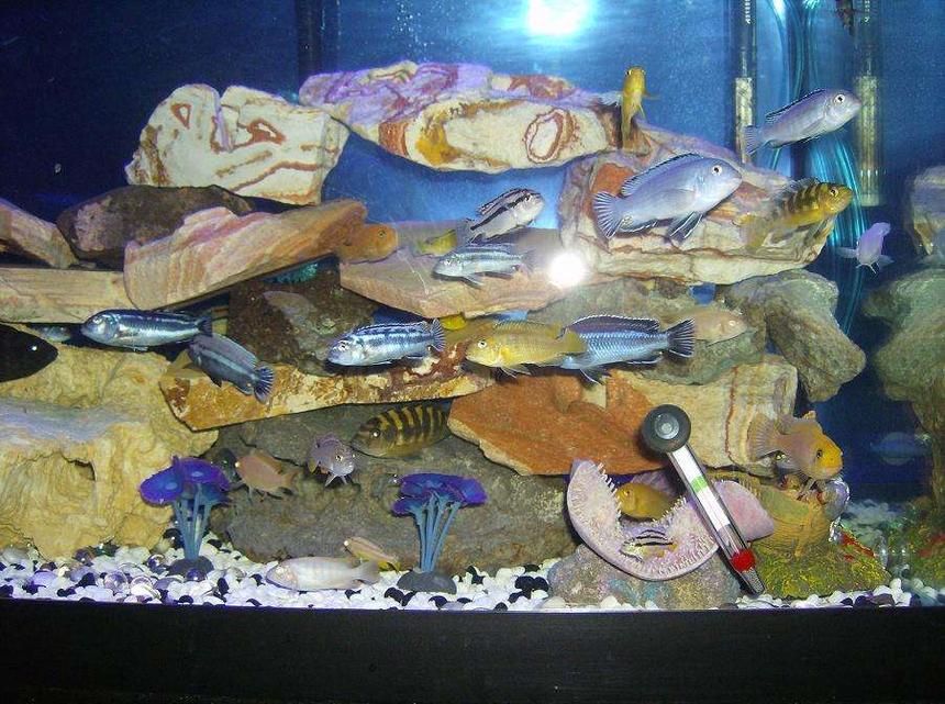 Rated #1724: Freshwater Fish - Pseudotropheus Estherae - Red Zebra Cichlid Stocking In 75 Gallons Tank - my kids