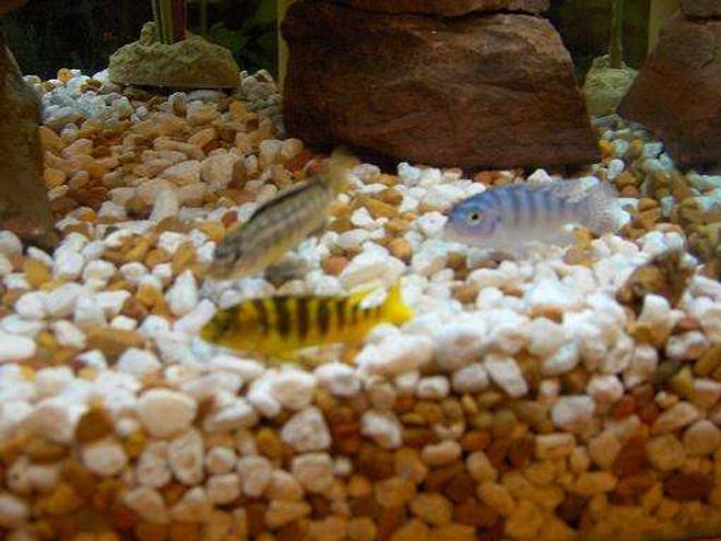 freshwater fish - metriaclima lombardoi - kenyi cichlid stocking in 45 gallons tank - 3 more of my cichlids
