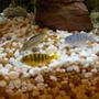 freshwater fish - metriaclima lombardoi - kenyi cichlid stocking in 45 gallons tank - 3 more of my cichlids