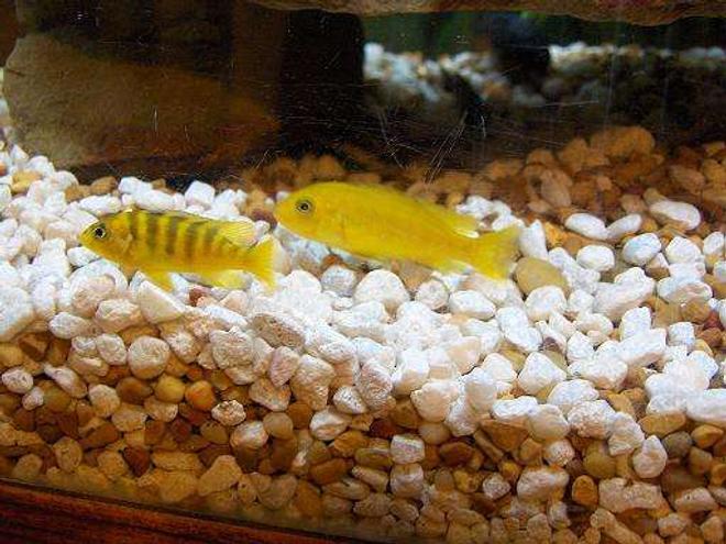 freshwater fish - labidochromis caeruleus - electric yellow cichlid stocking in 45 gallons tank - 2 of my yellow cichlids