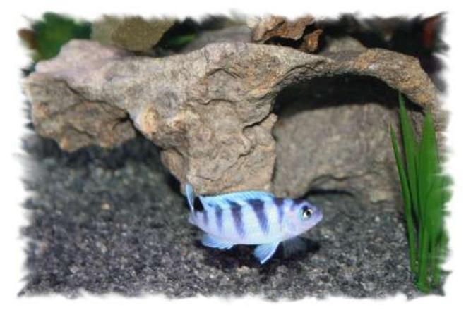 freshwater fish - metriaclima lombardoi - kenyi cichlid stocking in 75 gallons tank - 1) Kenyi Cichlid Female I belive