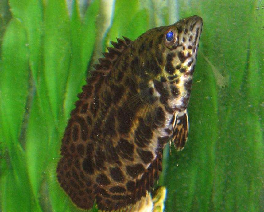 Rated #1492: Freshwater Fish - Ctenopoma Acutirostre - Leopard Ctenopoma Stocking In 40 Gallons Tank - This is my friends leopard ctenopoma (African Leaf Fish) , its huge .. 6 inches at least, it eats live fish like most its age. hes prolly had it for about 1 - 1 1/2 yrs. it lives with a single betta fish in a 20 gal tank.