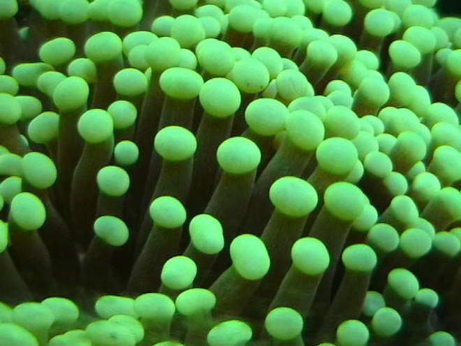 corals inverts - euphyllia glabrescens - torch coral stocking in 25 gallons tank - Green Torch