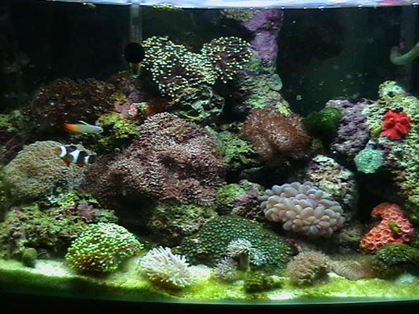 Rated #83: 25 Gallons Reef Tank - Updated tank shot.