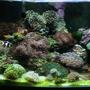 25 gallons reef tank (mostly live coral and fish) - Updated tank shot.