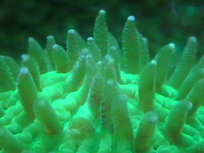 corals inverts - fungia repanda - plate coral, neon green - short tentacle stocking in 25 gallons tank - Bright green fungia under actinics.