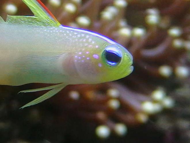 saltwater fish - nemateleotris magnifica - firefish stocking in 25 gallons tank - Firegoby.