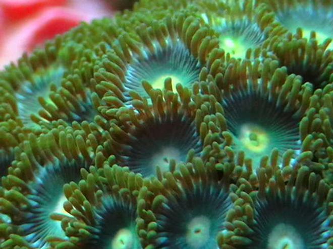 corals inverts - zoanthus sp. - atomic green zoanthids stocking in 25 gallons tank - More zoos.