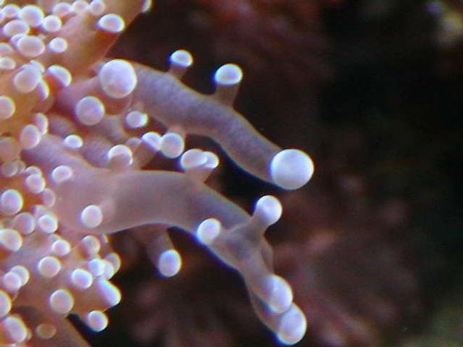 corals inverts - euphyllia paradivisa - frogspawn coral stocking in 25 gallons tank - Frogspawn.