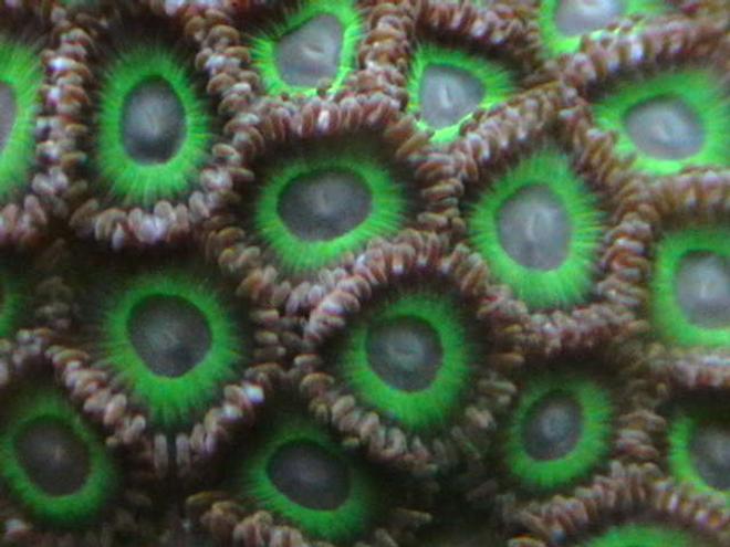 corals inverts - zoanthus sp. - hulk zoanthids stocking in 25 gallons tank - Green zoos