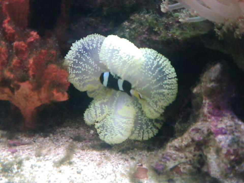 saltwater fish - amphiprion clarkii - clarkii clownfish stocking in 70 gallons tank - my crazy clown in his house