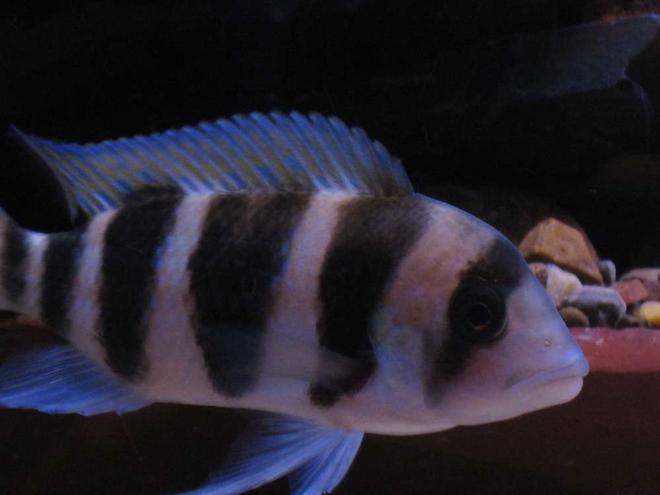 freshwater fish - cyphotilapia frontosa - frontosa cichlid stocking in 55 gallons tank - Burundi Frontosa