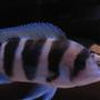 freshwater fish - cyphotilapia frontosa - frontosa cichlid stocking in 55 gallons tank - Burundi Frontosa