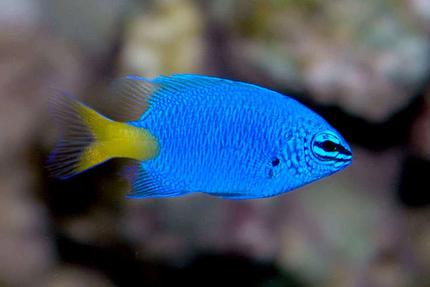 saltwater fish - chrysiptera parasema - yellowtail damselfish stocking in 24 gallons tank - Yellow Tailed Blue Damsel