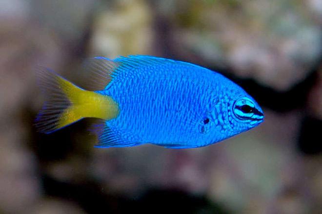 saltwater fish - chrysiptera parasema - yellowtail damselfish stocking in 24 gallons tank - Yellow Tailed Blue Damsel