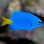 saltwater fish - chrysiptera parasema - yellowtail damselfish stocking in 24 gallons tank - Yellow Tailed Blue Damsel