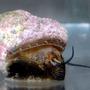 corals inverts - margarites pupillus - margarita snail stocking in 24 gallons tank - Marguerita Snail in acclimation tank