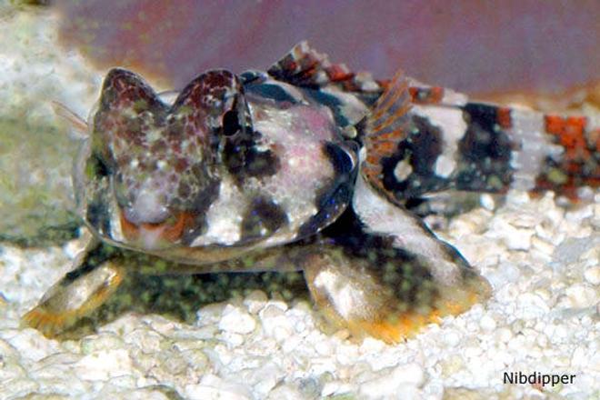 saltwater fish - synchiropus ocellatus - scooter blenny stocking in 24 gallons tank - Our Scooter Blenny, Scooter saying, "Whazzzuuuuuup?"