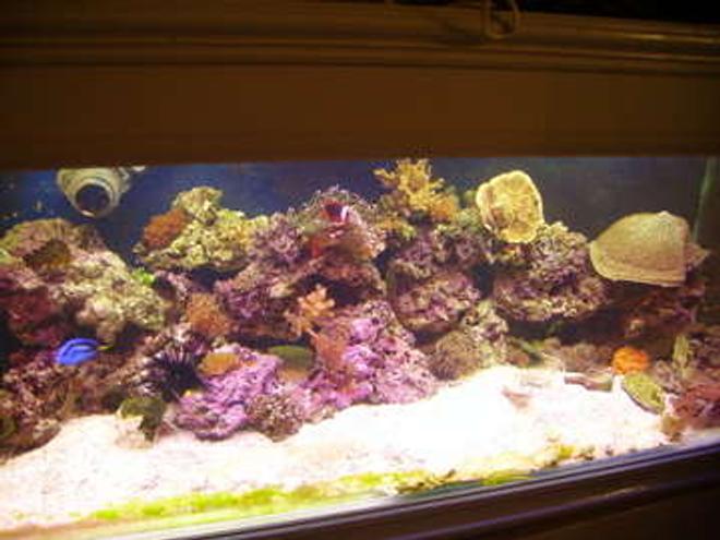 75 gallons reef tank (mostly live coral and fish) - unfortunately this tank broke a few days ago. but luckily i manged to save all live stock and they are now in a 100 gal setup. pics to come...