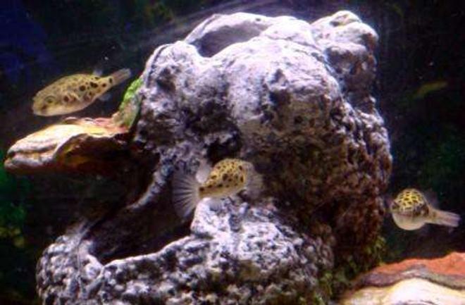 freshwater fish - tetraodon nigroviridis - green spotted puffer stocking in 125 gallons tank - All 3 of my Green Puffers hanging out and just relaxing together at the top of the Shroom Tower