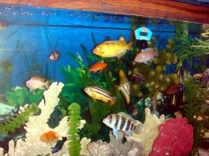 Rated #102: 125 Gallons Saltwater Fish Tank - Some of my Cichlids getting ready to eat. They always come to the top when I put my hand on the tank. They know what time it is.