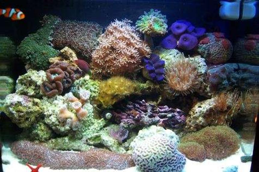 Rated #30: 12 Gallons Reef Tank - My fish tank, 12 Gallon Aqua Pod