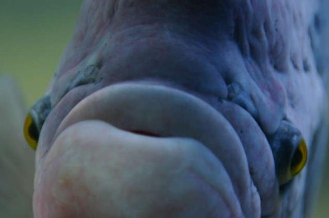 freshwater fish - colisa fasciata - giant gorami stocking in 180 gallons tank - This is my Giant Gorami.  He is 19 inches long and 8 inches wide.  So funny, he chases the cleaning magnet when I'm cleaning the Tank and eats just about anything but tomatoes are his favorite.  He lives in my 180 gallon with datnoids and parrots.