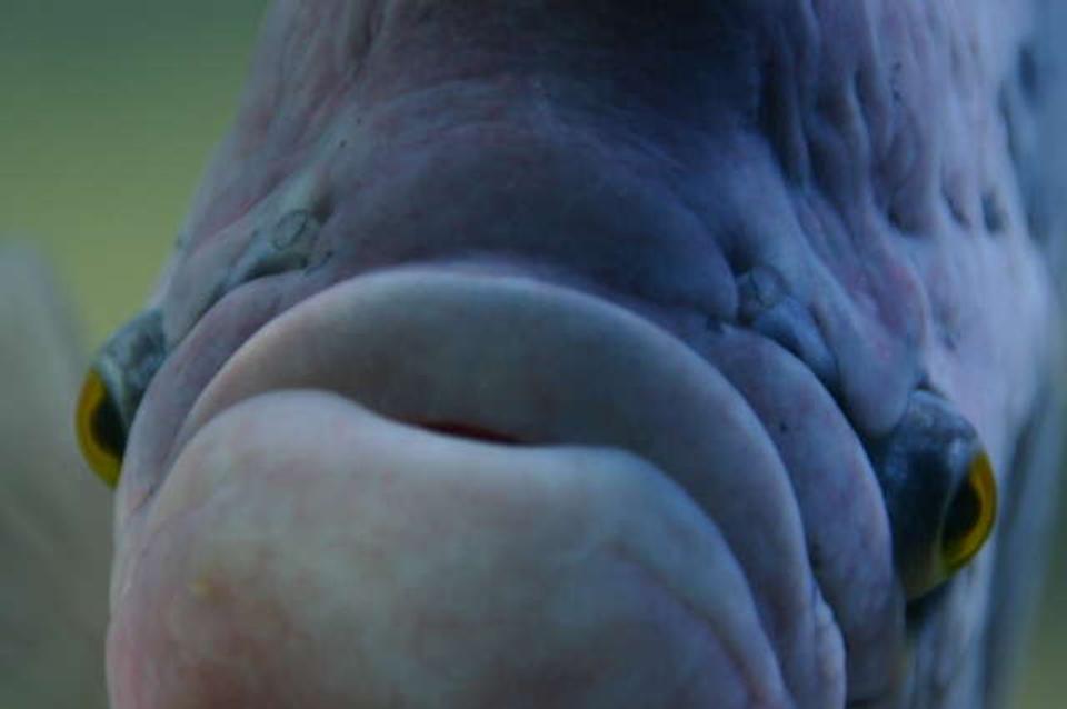 freshwater fish - colisa fasciata - giant gorami stocking in 180 gallons tank - This is my Giant Gorami.  He is 19 inches long and 8 inches wide.  So funny, he chases the cleaning magnet when I'm cleaning the Tank and eats just about anything but tomatoes are his favorite.  He lives in my 180 gallon with datnoids and parrots.