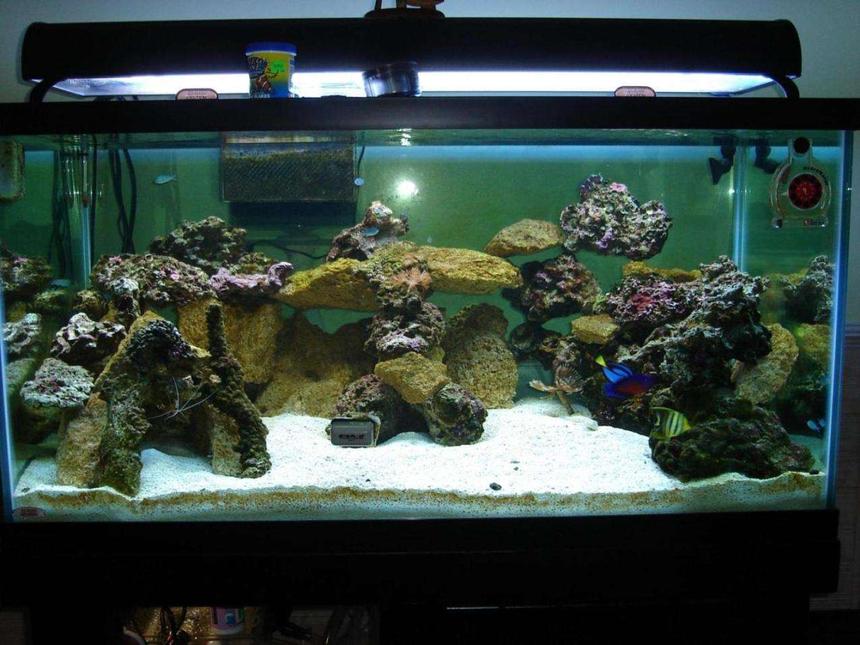 Rated #175: 125 Gallons Reef Tank - This is my tank, all the fish are kinda bunched up there in the corner.
