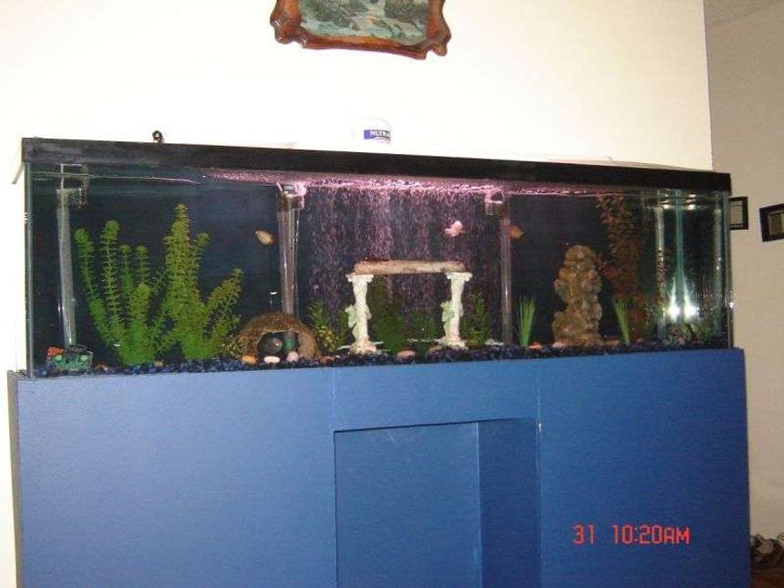 Rated #447: 88 Gallons Freshwater Fish Tank - my tank