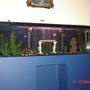 88 gallons freshwater fish tank (mostly fish and non-living decorations) - my tank