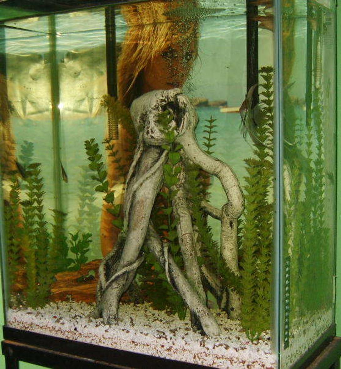 20 gallons freshwater fish tank (mostly fish and non-living decorations) - extra high