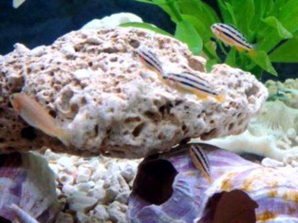 freshwater fish - melanochromis auratus - auratus cichlid stocking in 125 gallons tank - Here's my baby cichlids. This is not even half of them.