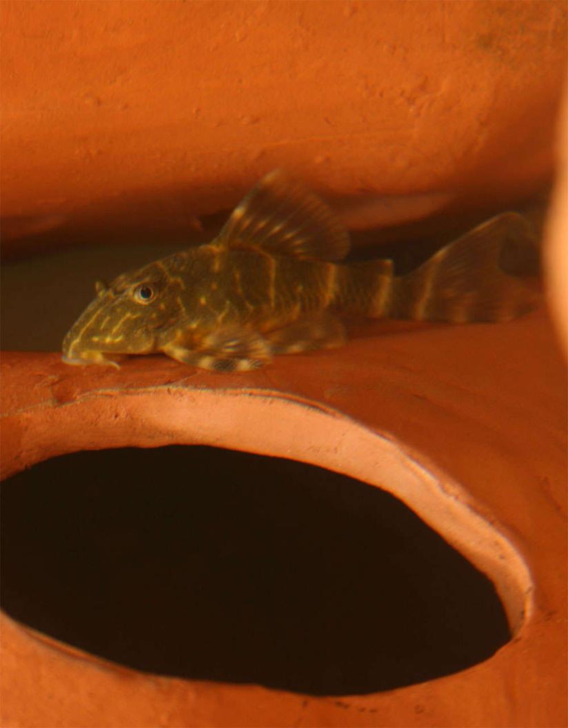 Rated #1808: Freshwater Fish - Peckoltia Vittata - Gold Banded Peckoltia Pleco (l-134) Stocking In 45 Gallons Tank - Blob is a clown plecostomus.  He is very photo shy and loves to dig holes in the sand.  He's currently about two inches long.