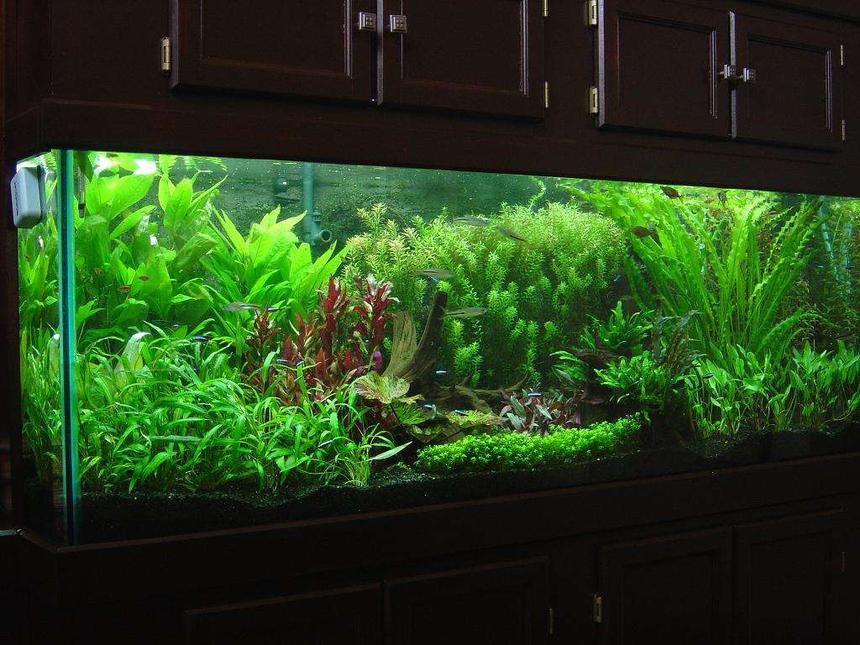 Rated #13: 180 Gallons Planted Tank - 180 gallon
DIY Concrete Background
CO2 system w/pH controller
UV Sterilizer
706W PC lighting
Eco-complete gravel

Plants-
Baby Tears
Crypto petchii
Crypto lutea
Crypto wendtii-Red
Crypto wendtii-Green
Red Tiger Lotus
Green Tiger Lotus
Rotala indica
Rotala macrandra
Apon. ulvaceous
Apon. crispus
Ammania senegalensis
Java ferm
Onion plant
Giant hygro
Red Temple

Fish-
4 wild scalare angels
4 roselines
5 RT Hemiodus
45 Cardinals
3 Glass Bloodfin
8 Espei Rasbora
18 misc Corydoras spp.
18 Oto. affinis
12 Rummy Nose Tetras
1pr M. altispinosa
2 NG Rainbows