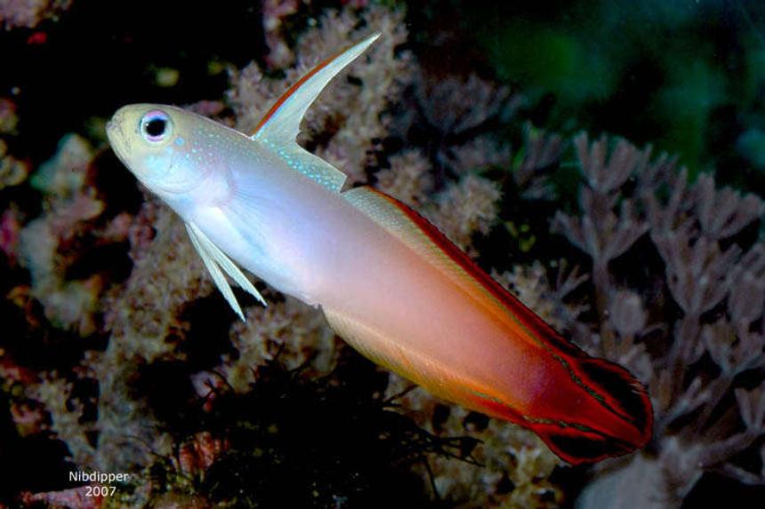 Rated #15: Saltwater Fish - Nemateleotris Magnifica - Firefish Stocking In 24 Gallons Tank - Firefish Goby